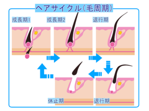 髪の知識とヘアケア 四つ葉の知恵ブログ